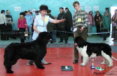 Фото: ньюфаундленд Yuzhny Sharm iz Medvejyego Yara (Южный Шарм из Медвежьего Яра), ньюфаундленд Geminorum Undara