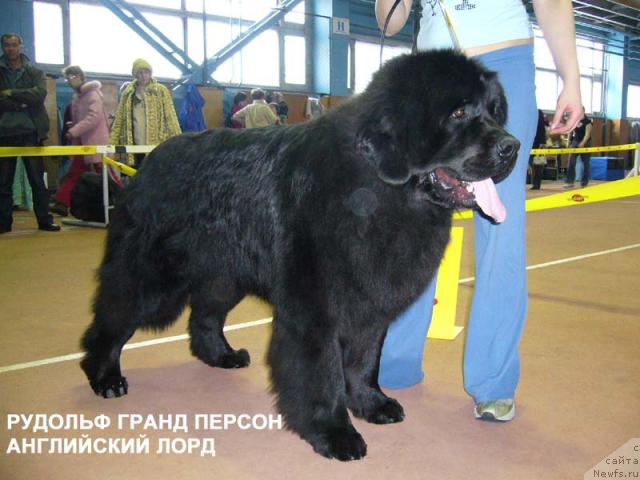 Фото: ньюфаундленд Rudol'f Grant Person Angliyskiy Lord (Рудольф Грант Персон Английский Лорд)