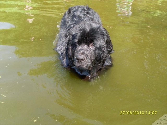 Фото: ньюфаундленд Toptyijka Drug Moy (Топтыжка Друг Мой)