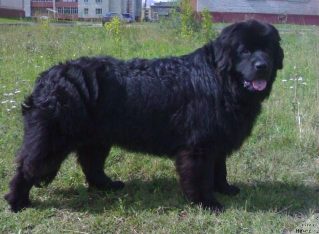 Фото: ньюфаундленд Klifford iz Tihogo Omuta (Клиффорд из Тихого Омута)