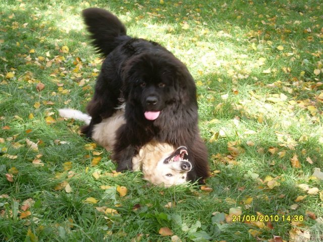 Фото: ньюфаундленд Toptyijka Drug Moy (Топтыжка Друг Мой)