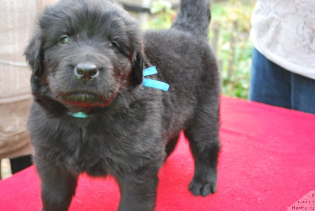 Фото: ньюфаундленд Smigar Vasabi Boy (Смигар Васаби Бой)