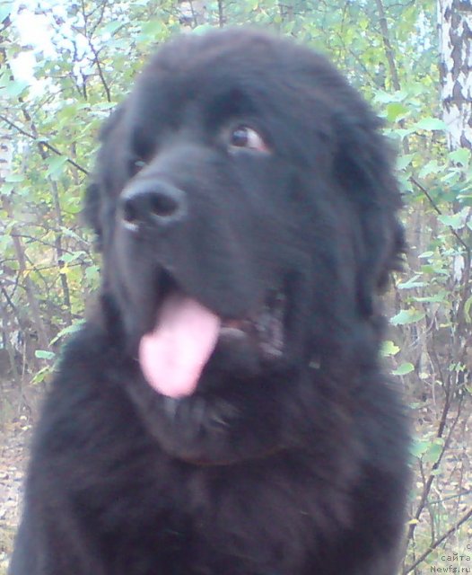 Фото: ньюфаундленд Uyutnaya Dolina Andros Grif (Уютная Долина Андрос Гриф)