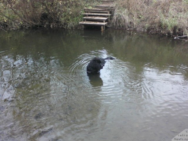 Фото: ньюфаундленд Baloven' Sud'byi (Баловень Судьбы)