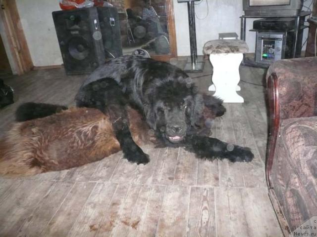 Фото: ньюфаундленд Sent Djons Kruiz (Сент Джонс Круиз)