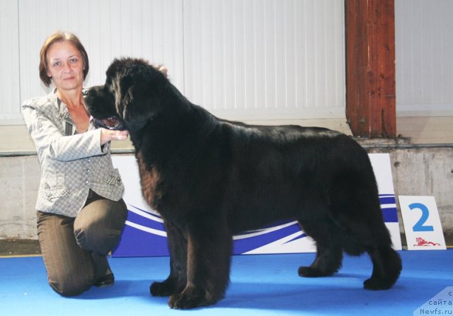 Фото: ньюфаундленд Begushaya po Volnam Vam I Ne Snilos (Бегущая по Волнам Вам и не Снилось)