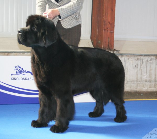 Фото: ньюфаундленд Beguschaya po Volnam Vsya Takaya Rastakaya (Бегущая по Волнам Вся Такая Растакая)