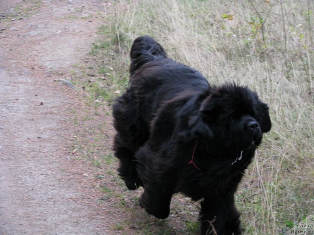 Фото: ньюфаундленд Ivan Tsarevich iz Tihogo Omuta (Иван Царевич из Тихого Омута)