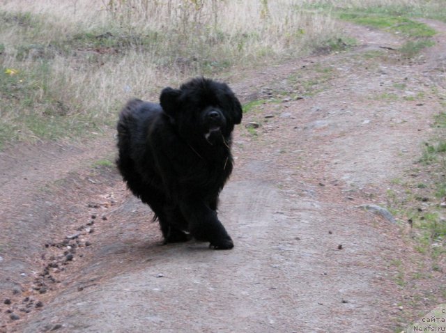 Фото: ньюфаундленд Ivan Tsarevich iz Tihogo Omuta (Иван Царевич из Тихого Омута)