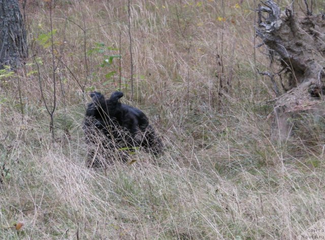 Фото: ньюфаундленд Ivan Tsarevich iz Tihogo Omuta (Иван Царевич из Тихого Омута)