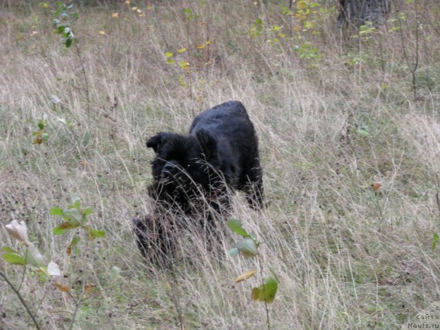 Фото: ньюфаундленд Ivan Tsarevich iz Tihogo Omuta (Иван Царевич из Тихого Омута)