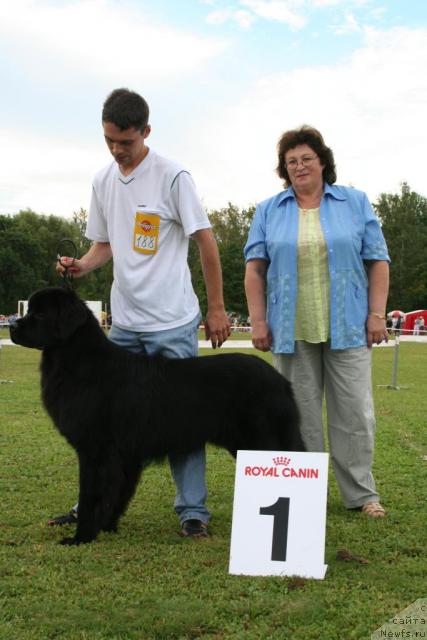 Фото: ньюфаундленд Usatyiy Nyan' Timosha (Усатый Нянь Тимоша)