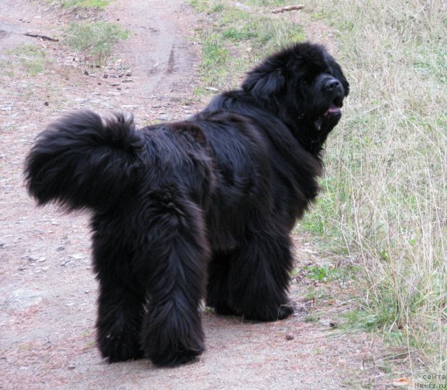 Фото: ньюфаундленд Ivan Tsarevich iz Tihogo Omuta (Иван Царевич из Тихого Омута)