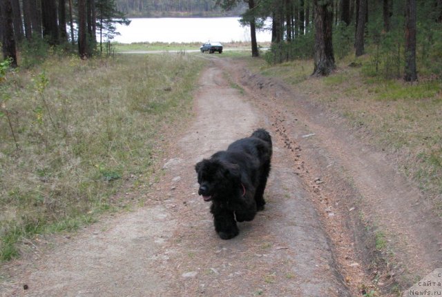 Фото: ньюфаундленд Ivan Tsarevich iz Tihogo Omuta (Иван Царевич из Тихого Омута)