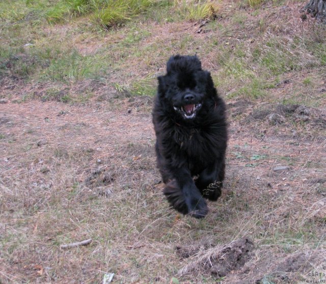 Фото: ньюфаундленд Ivan Tsarevich iz Tihogo Omuta (Иван Царевич из Тихого Омута)