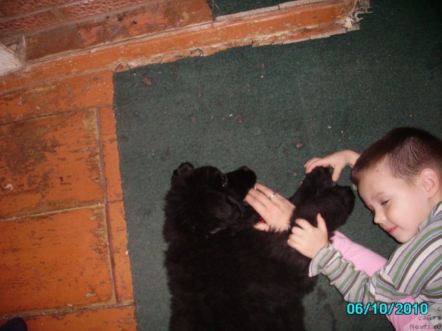 Фото: ньюфаундленд Ih Vyisochestvo Vladlena Madjiks (Их Высочество Владлена Маджикс), Славяшка Нистратов