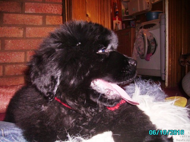 Фото: ньюфаундленд Ih Vyisochestvo Vladlena Madjiks (Их Высочество Владлена Маджикс)