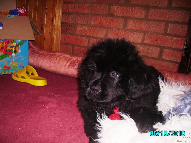 Фото: ньюфаундленд Ih Vyisochestvo Vladlena Madjiks (Их Высочество Владлена Маджикс)