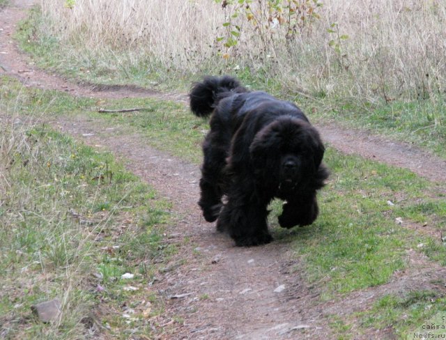 Фото: ньюфаундленд Ivan Tsarevich iz Tihogo Omuta (Иван Царевич из Тихого Омута)