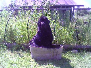 Фото: ньюфаундленд Usatyiy Nyan' Timosha (Усатый Нянь Тимоша)