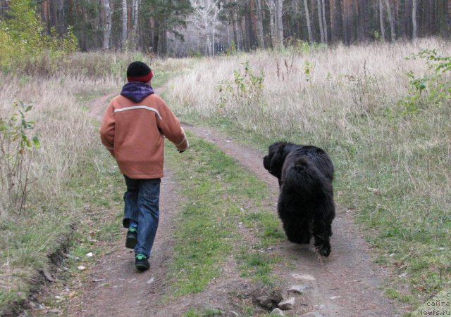 Фото: ньюфаундленд Ivan Tsarevich iz Tihogo Omuta (Иван Царевич из Тихого Омута)