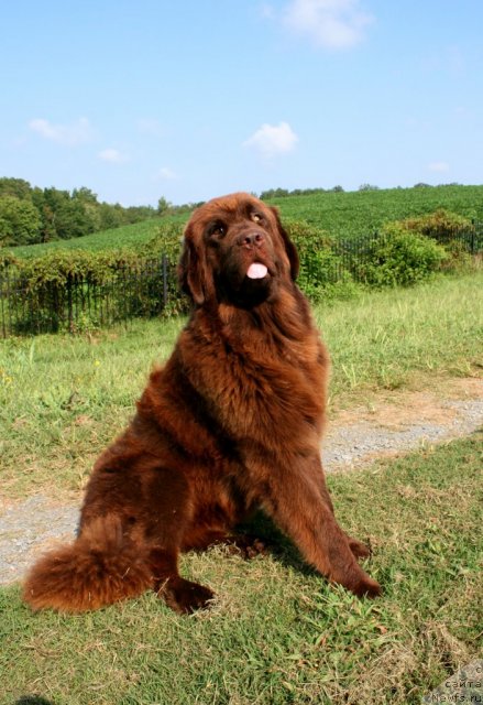 Фото: ньюфаундленд Irishcream Von Szentpaly