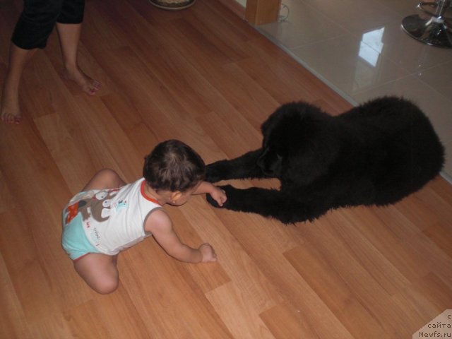 Фото: Aleksandra Mihaylik (Александра Михайлик), ньюфаундленд YU-Piter from Piter (Ю-Питер фром Питер)