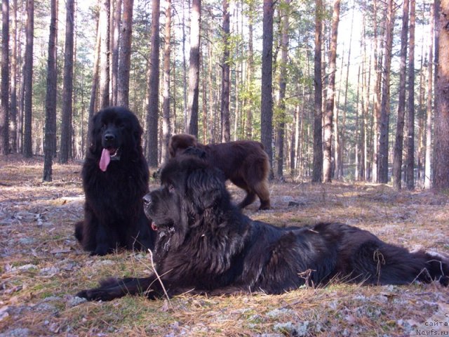 Фото: ньюфаундленд Akin Soul Sofiya (Акин Соул София), ньюфаундленд Baryishnya (Барышня)