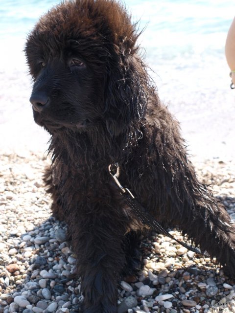 Фото: ньюфаундленд YU-Piter from Piter (Ю-Питер фром Питер)