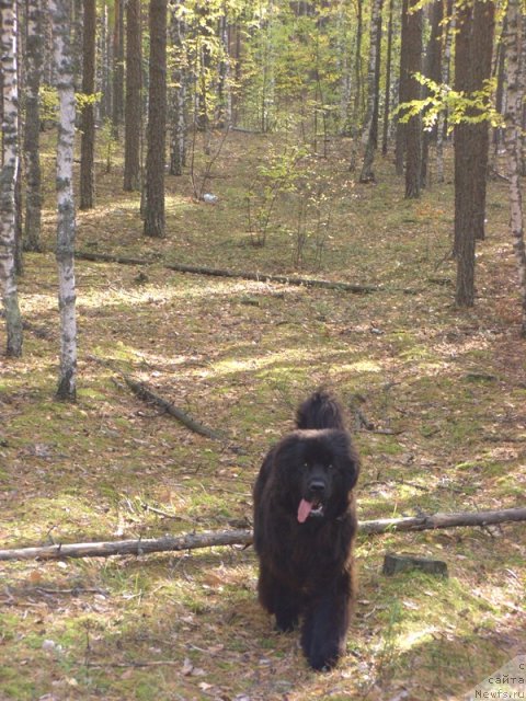 Фото: ньюфаундленд Baryishnya (Барышня)