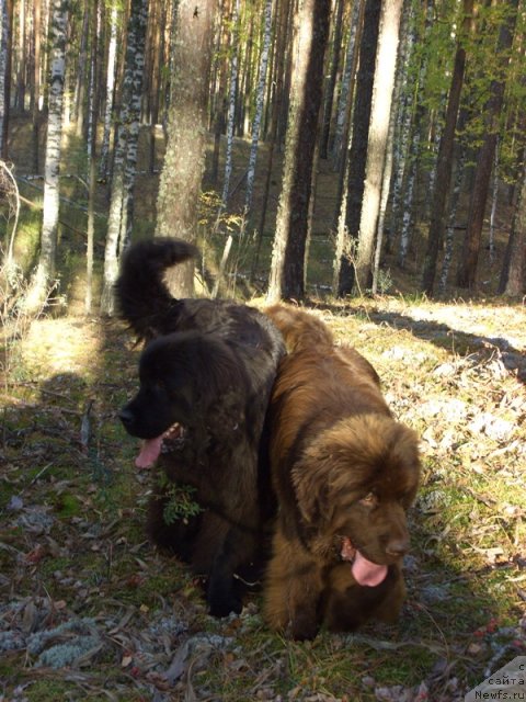 Фото: ньюфаундленд Barhatka Roskoshnaya (Бархатка Роскошная), ньюфаундленд Baryishnya (Барышня)