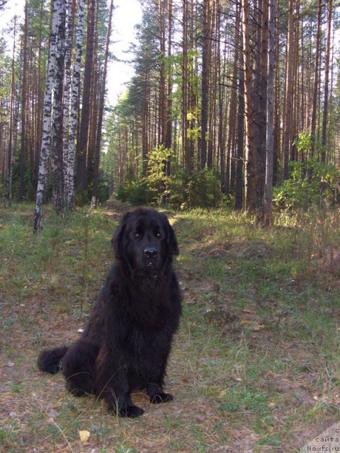 Фото: ньюфаундленд Lesnaya Skazka Lunnaya Sonata (Лесная Сказка Лунная Соната)
