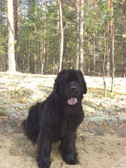 Фото: ньюфаундленд Akin Soul Sofiya (Акин Соул София)