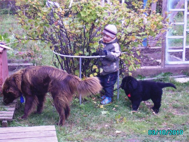 Фото: ньюфаундленд Ih Vyisochestvo Vladlena Madjiks (Их Высочество Владлена Маджикс), Дан, Славяшка Нистратов
