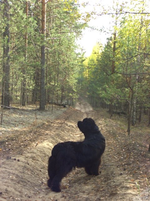 Фото: ньюфаундленд Akin Soul Sofiya (Акин Соул София)