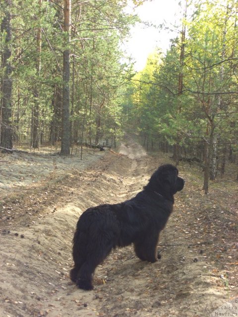 Фото: ньюфаундленд Akin Soul Sofiya (Акин Соул София)