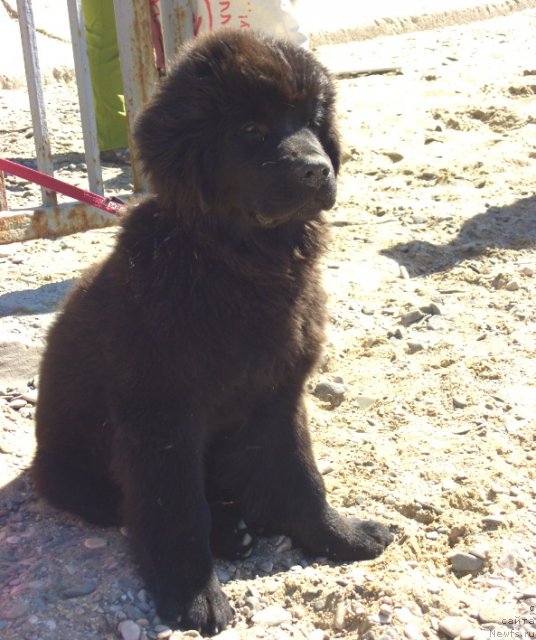 Фотография № 51199