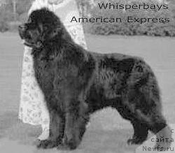 Фото: ньюфаундленд Whisperbays American Express