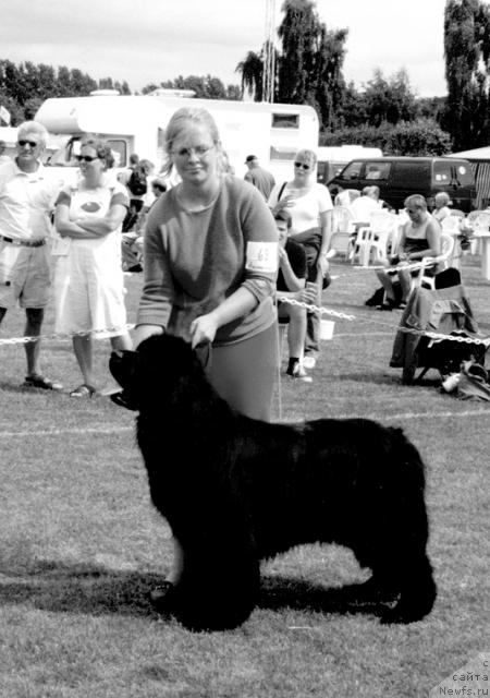 Фото: ньюфаундленд Ursulas National Express