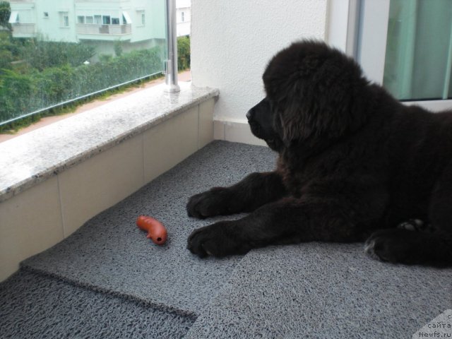 Фото: ньюфаундленд YU-Piter from Piter (Ю-Питер фром Питер)