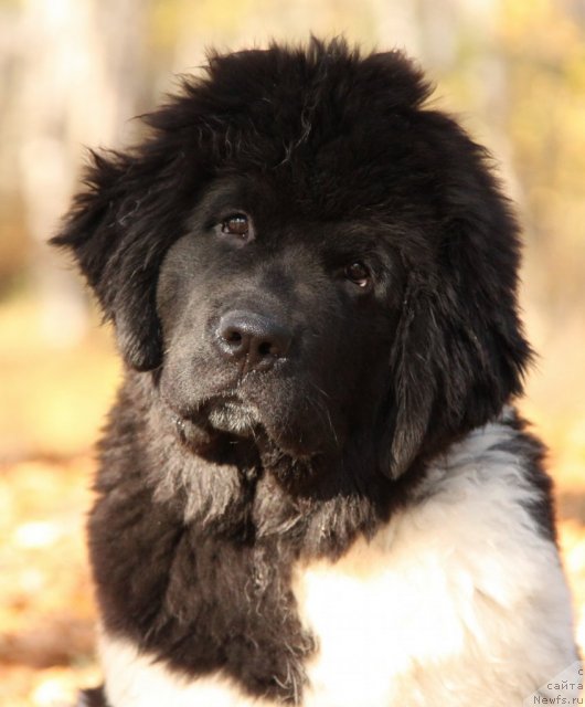 Фото: ньюфаундленд Akvian Song Zes Trib'yut tu Feshen (Аквиан Сонг Зес Трибьют ту Фешен)