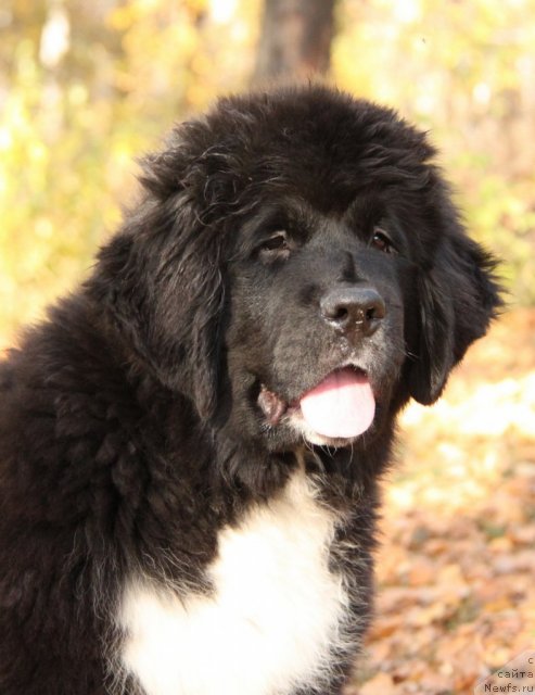 Фото: ньюфаундленд Ikona Stilya (Икона Стиля)