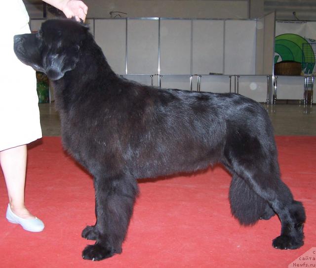 Фото: ньюфаундленд Aquatoriya Kelvin Geroinya Romana (Акватория Келвин Героиня Романа)