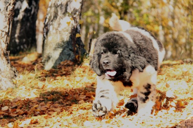 Фото: ньюфаундленд Akvian Song Zes Trib'yut tu Feshen (Аквиан Сонг Зес Трибьют ту Фешен)