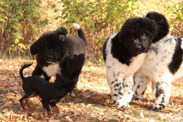 Фото: ньюфаундленд Ikona Stilya (Икона Стиля), ньюфаундленд Akvian Song Zes Trib'yut tu Feshen (Аквиан Сонг Зес Трибьют ту Фешен)