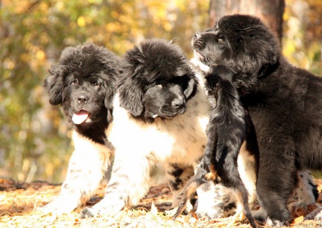 Фото: ньюфаундленд Akvian Song Zes Trib'yut tu Feshen (Аквиан Сонг Зес Трибьют ту Фешен), ньюфаундленд Akvian Song Zippi Panda (Аквиан Сонг Зиппи Панда), ньюфаундленд Ikona Stilya (Икона Стиля)