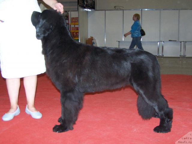 Фото: ньюфаундленд Aquatoriya Kelvin Geroinya Romana (Акватория Келвин Героиня Романа)