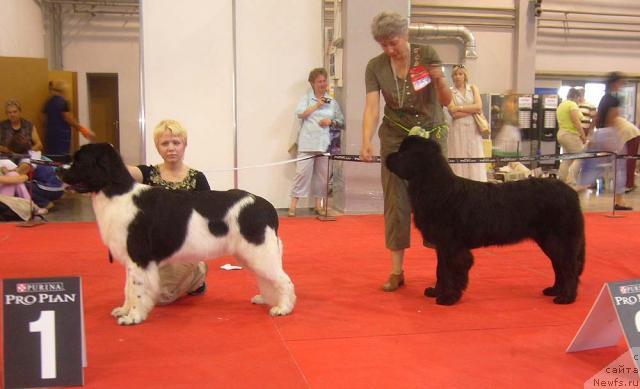 Фото: ньюфаундленд Mag Ispolin Infanta (Маг Исполин Инфанта), ньюфаундленд Sent Djons Karavella (Сент Джонс Каравелла)