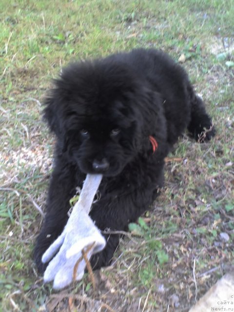 Фото: ньюфаундленд Ih Vyisochestvo Vladlena Madjiks (Их Высочество Владлена Маджикс)