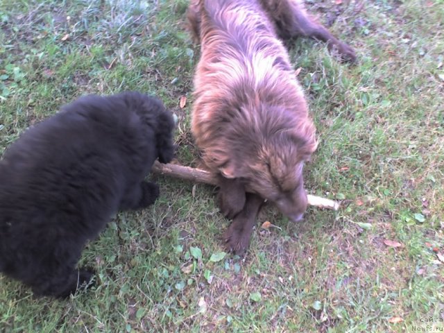 Фото: ньюфаундленд Ih Vyisochestvo Vladlena Madjiks (Их Высочество Владлена Маджикс), Данюшка